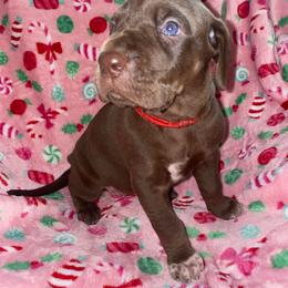 Jovie - Chocolate female Great Dane puppy in Spartanburg, South Carolina from Pawlmetto Danes