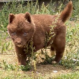 Florida - Red and white male Siberian Husky puppy in Warrenville, South Carolina from StormVale Siberian Huskies