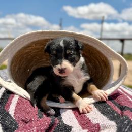 Calamity - Tri-color female Border Collie puppy in Odessa, Texas from High Velocity Stockdogs