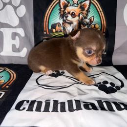 Briggs - Chocolate and tan male Chihuahua puppy in Palmyra, Indiana from Country Star Chihuahuas