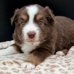 Girl 3 - Red tri female Miniature Australian Shepherd puppy in Arcadia, Indiana from Sunset Cowgirl Mini Aussies
