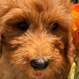 White Heart Cherokee - Red  male Goldendoodle puppy in The Woodlands, Texas from Hula & Oliver Co.