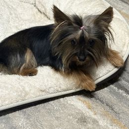Gabbi - Yorkshire Terrier