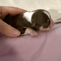 Púa - Chocolate and white male Chihuahua puppy in Molino, Florida from Pensacola Chi Garden