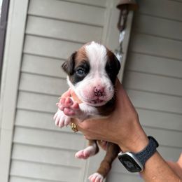 Ash - Fawn male Boxer puppy in Jamesville, New York from Reynolds Homestead Boxers