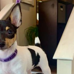 Toy Fox Terriers from Threlfall’s TFT’s