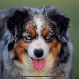 Bella - Toy Australian Shepherd