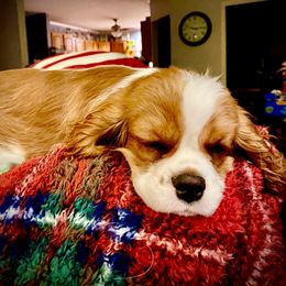 Cavalier King Charles Spaniel Puppies from Bella Fleur Cavaliers