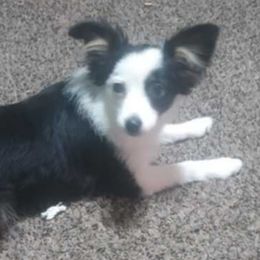 Toy Australian Shepherds from Tater Tot aussies