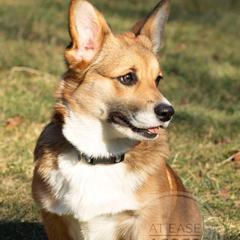 Quinn - Pembroke Welsh Corgi