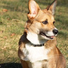 Quinn - Pembroke Welsh Corgi