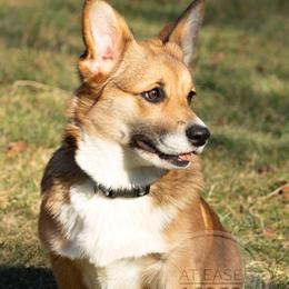 Quinn - Pembroke Welsh Corgi