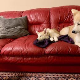 Pomsky Puppies from Paw-lenty of Pomskies