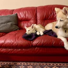 Pomsky Puppies from Paw-lenty of Pomskies