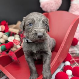 Comet - male Long Haired Weimaraner puppy in Evart, Michigan from Drehbar Weimaraners