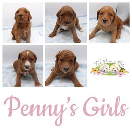 Goldendoodle Puppies from Two Ps in a Pod