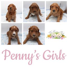 Goldendoodle Puppies from Two Ps in a Pod
