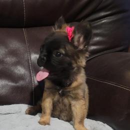 Sisu - Fawn brindle and white female French Bulldog puppy in Plymouth, Utah from Country Sunshine