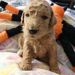 Black - Apricot male Poodle puppy in Big Rapids, Michigan from Meeker's Ridge Standard Poodles