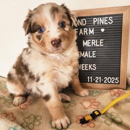 Yellow - Red merle female Australian Shepherd puppy in Camp Verde, Arizona from Diamond Pines Farm