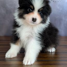 Tino - Black tri-color male Australian Shepherd puppy in Fultonville, New York from Sandy Aussies & Pomeranians