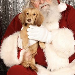 Dachshund Puppies from STORIED DOXIES