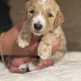 Full Moon - Apricot male Poodle puppy in St. Johnsbury, Vermont from Poodles of the Northern Woods