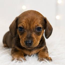 Apple - Wild boar female Dachshund puppy in Desloge, Missouri from Snows Doxies