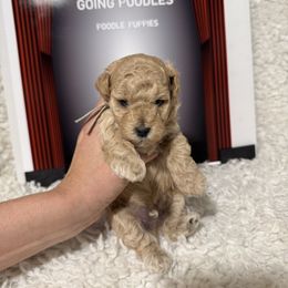 Rusty - Apricot male Poodle puppy in Pueblo, Colorado from Going Poodles & Pet Services LLC