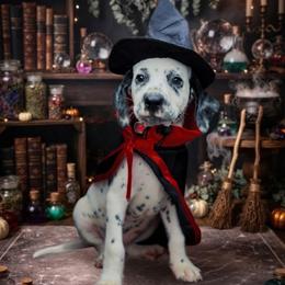 Rose - White and black female Dalmatian puppy in Whitwell, Tennessee from Rock a Dalmatian “RockADal”