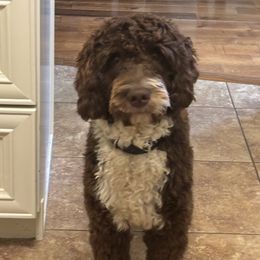 Reuben - Goldendoodle