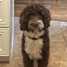 Reuben - Goldendoodle
