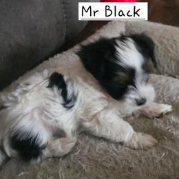 Mr Black - Parti male Yorkshire Terrier puppy in Dover, Delaware from Lewis Precious Paws