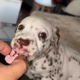 Coco - White and liver brown female Dalmatian puppy in Miami, Florida from Soflo Dalmatians