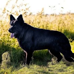 Zorro - German Shepherd