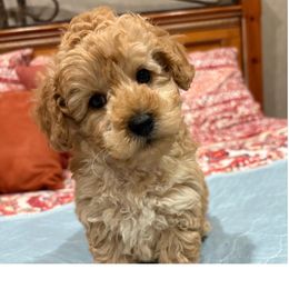 Mickey - Apricot male Poodle puppy in Vilonia, Arkansas from Donna’s Pretty Poodles