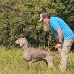 Ravi - Weimaraner