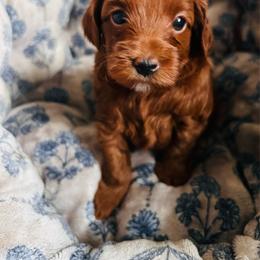 Leo - Red male Cavapoo puppy in Natural Bridge, Virginia from Rockbridge Puppies