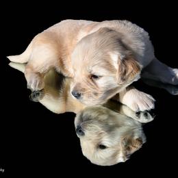Golden Retriever Puppies from AmazingK9s