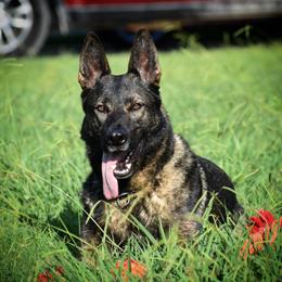 German Shepherd All Grown Up from Masky Kennel