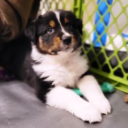 Australian Shepherd Puppies from RussKris Farms Aussies