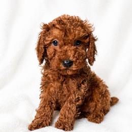 Truman - Red  male Poodle puppy in Warrensburg, Missouri from Supreme Doodles