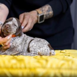Orange Girl - Liver and white female German Shorthaired Pointer puppy in Bryan, Texas from Ehrenvogel and Bessdach Kennels