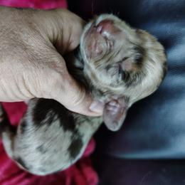 Puppy 4 Darker - Dapple female Dachshund puppy in Clayton, Indiana from Love Struck Miniature Dachshunds