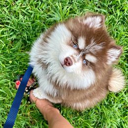 Chewy - Pomsky