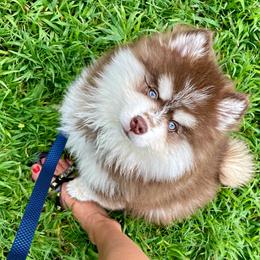 Chewy - Pomsky