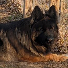 Loki - German Shepherd