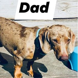 Dachshunds from Serendipity Farms