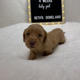 Chardonnay - Cream female Dachshund puppy in Dickinson, Texas from Beth’s Doxieland