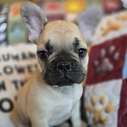 Boy 2 - Fawn male French Bulldog puppy in Crane, Missouri from James River French Bulldogs
